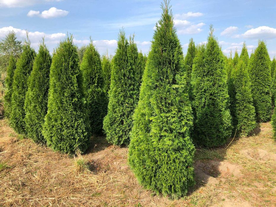 Tuja szmaragd, tuje, thuja szmaragd do 250 cm!