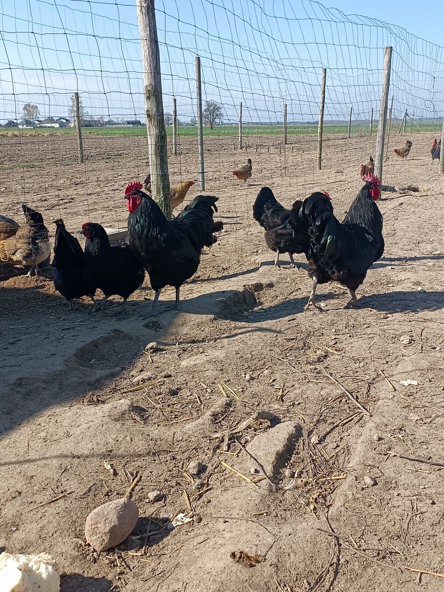 Kurczaki Zielononóżki ,Australorp,Polbar kurczęta