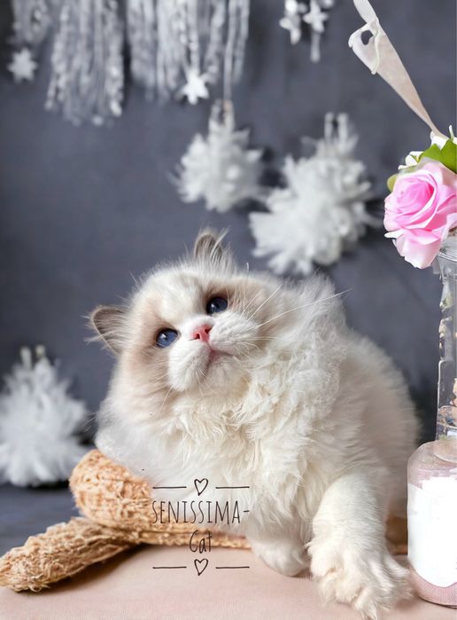 Ragdoll z rodowodem FPL