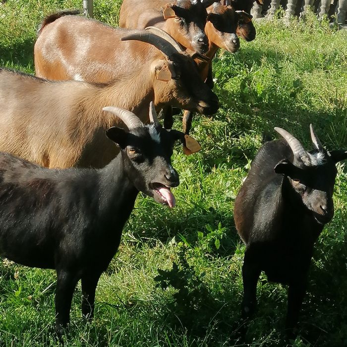 Kózki miniaturki do zabawy dla dzieci, kosiarka do trawy. 7