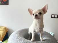 Charlie Piesek Chihuahua - ZKwP FCI