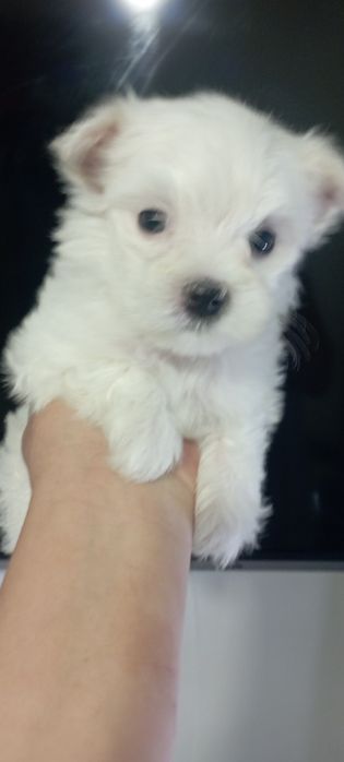 Продаються щенки мальтезе