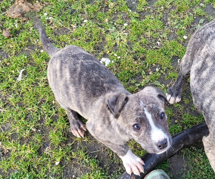 Amstaff, American Staffordshire Terrier pręgowany samiec 8 tygodni