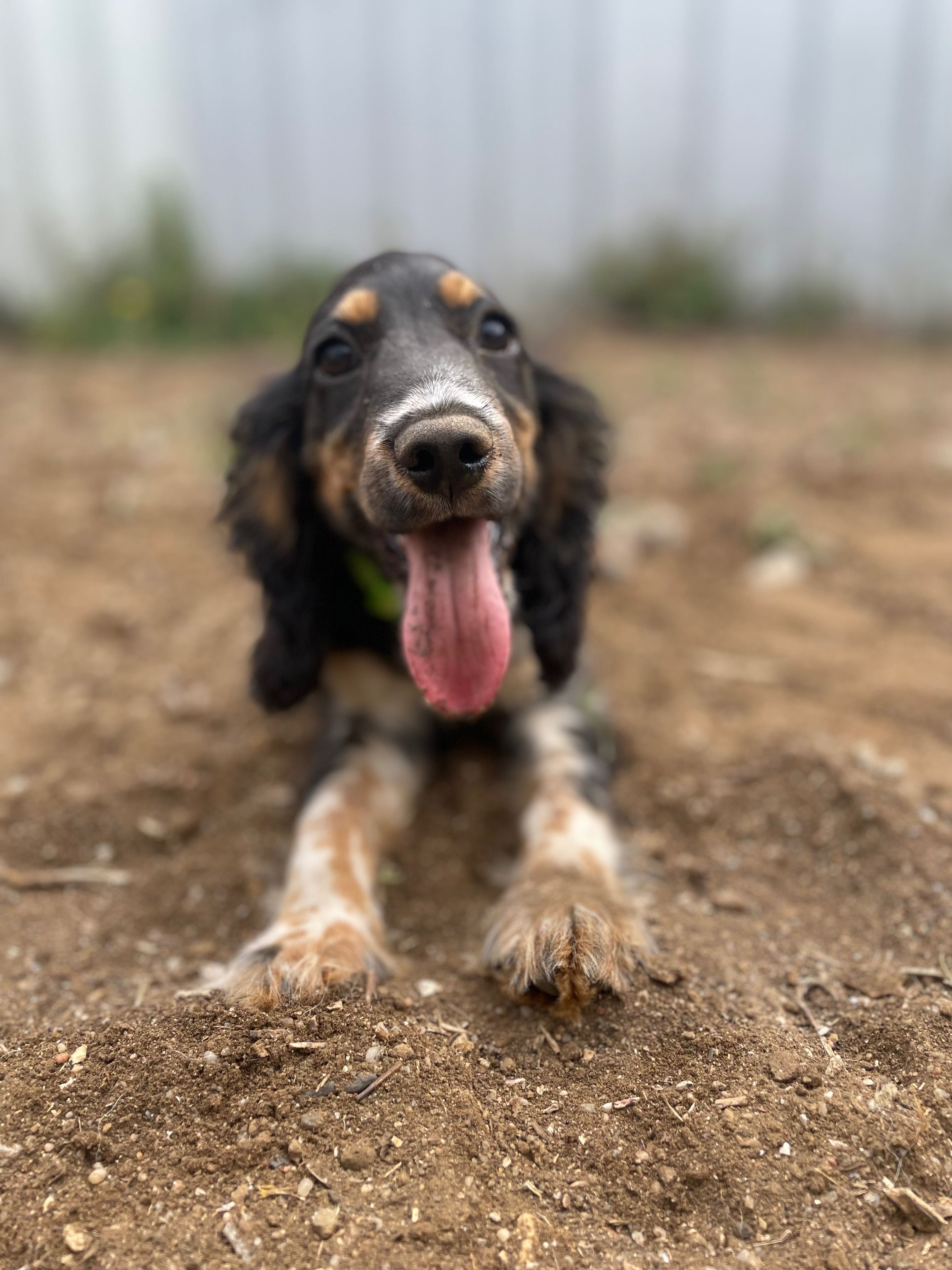 Pet sitting/ Hotel para cães/ Dog walking