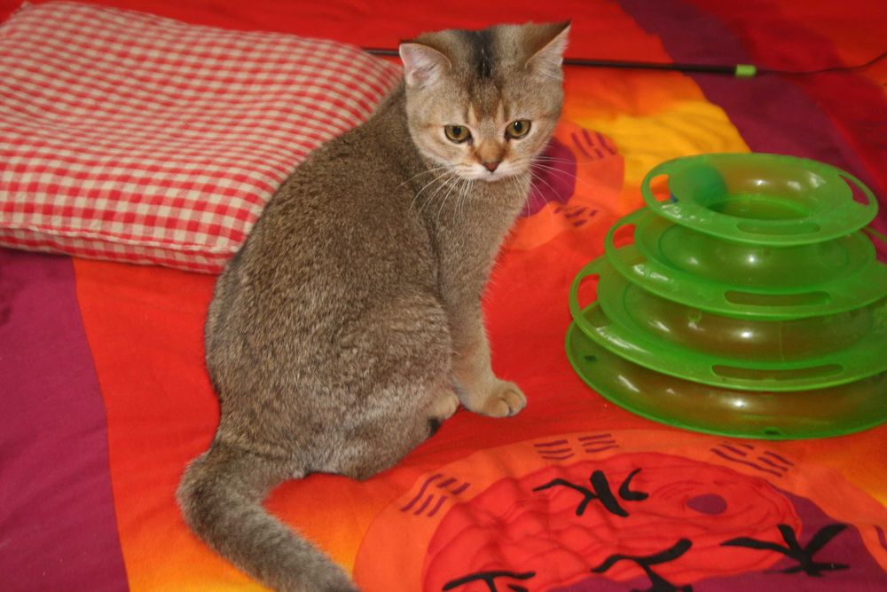 Золотий хлопчик стане вашем улюбленцем