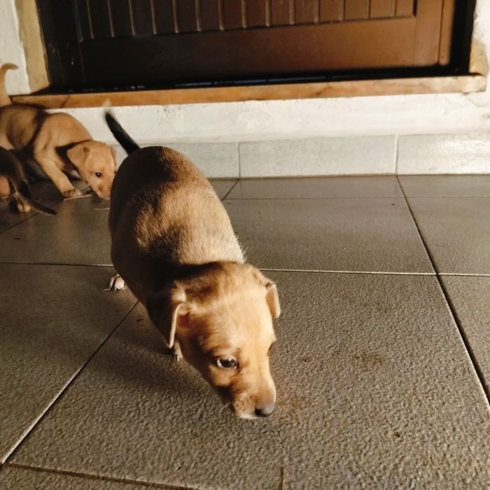 Cãezinhos descendentes de Pinscher – 1 mês – porte médio/pequeno