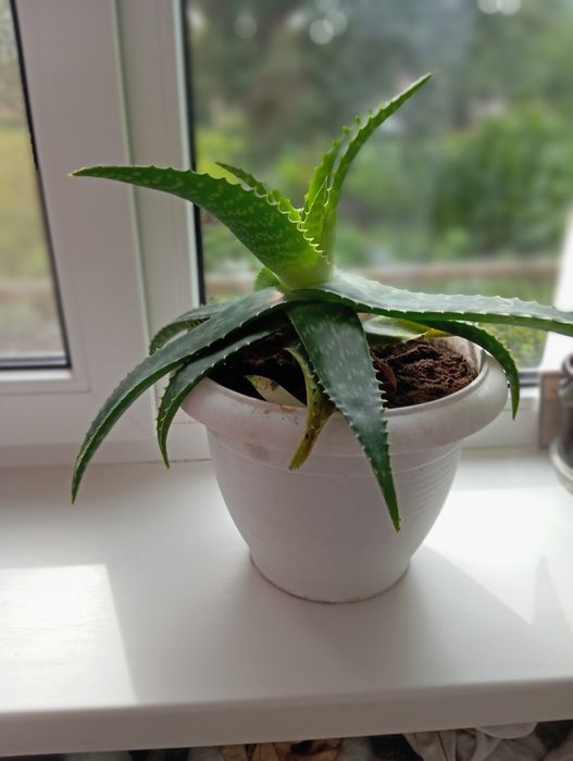 Доросла квітка алоє