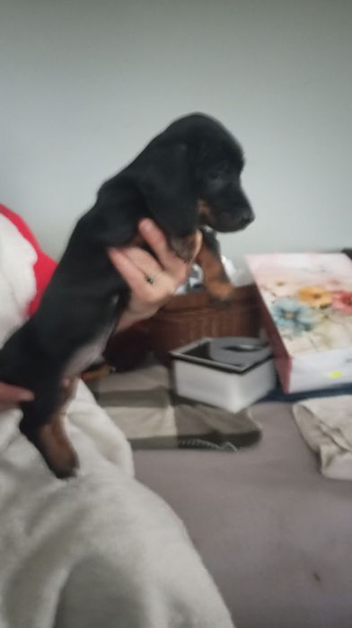 Jamnik piesek czarno podpalany