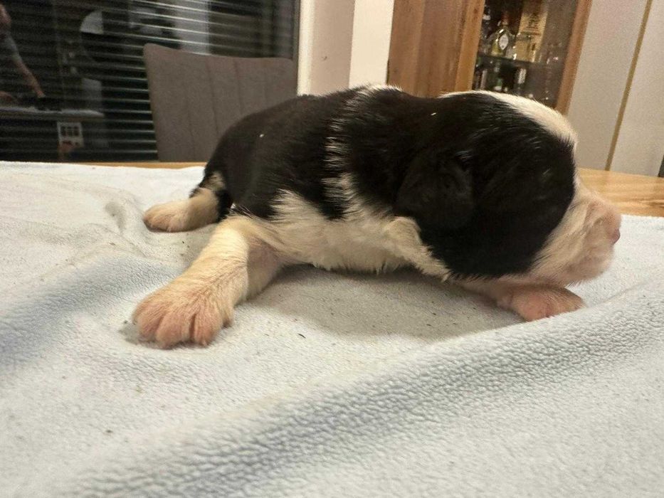 Border Collie suczka biało czarna