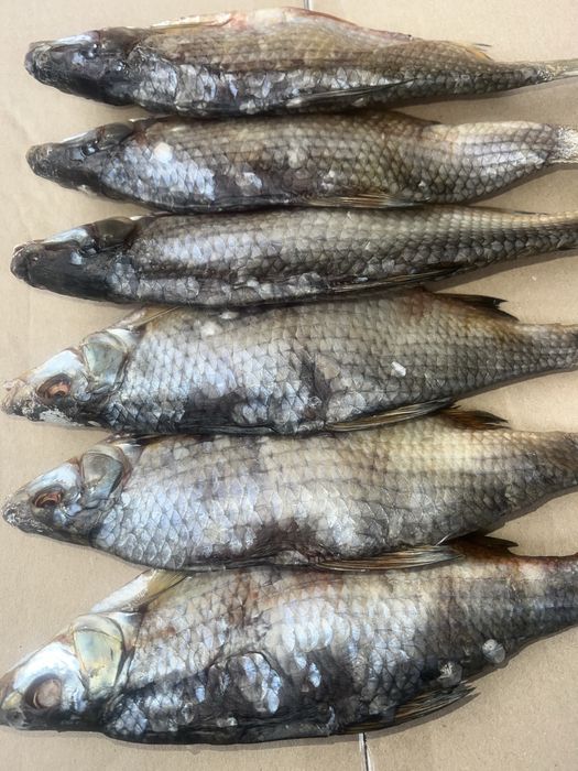 Малосольна вʼялена плотва.