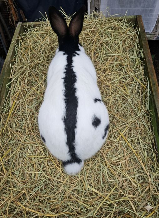 Кролі німецький строкач