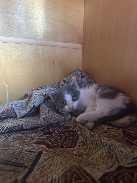 Котики шукають сімʼю