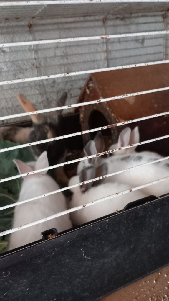 Vendo coelhos anões