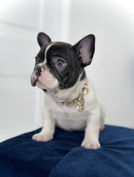 Buldog francuski piesek