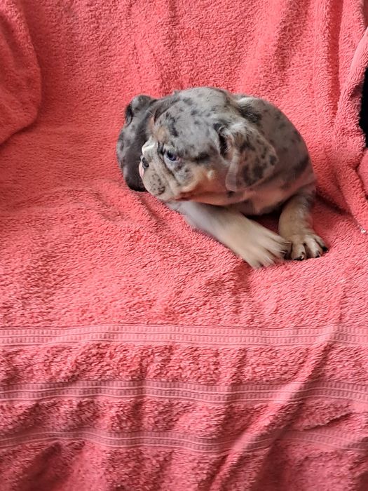 Szczeniak buldog francuski piesek merle