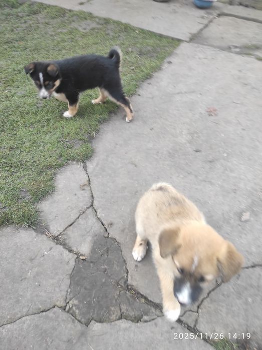 Цуценята 2  місяця