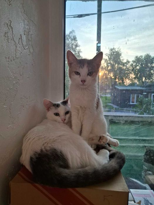 Кошенята шукають домівку (м. Львів, Львівська обл.)