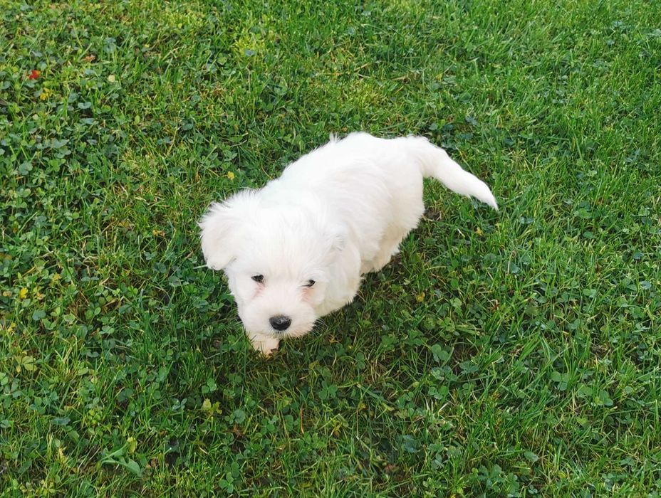 Super chłopiec rasy MALTAŃCZYK !!