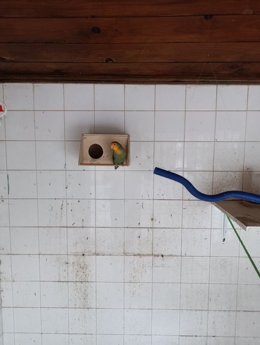 Agapórnis várias cores