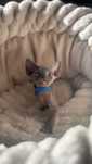 Devon rex liliowy kocurek Elf