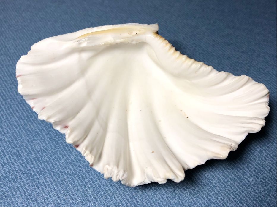 Коллекционная Океаническая Ракушка Белая Hippopus hippopus Морская