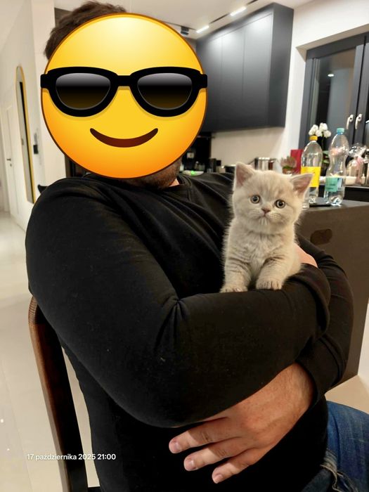 Kocieta brytyjskie BSH