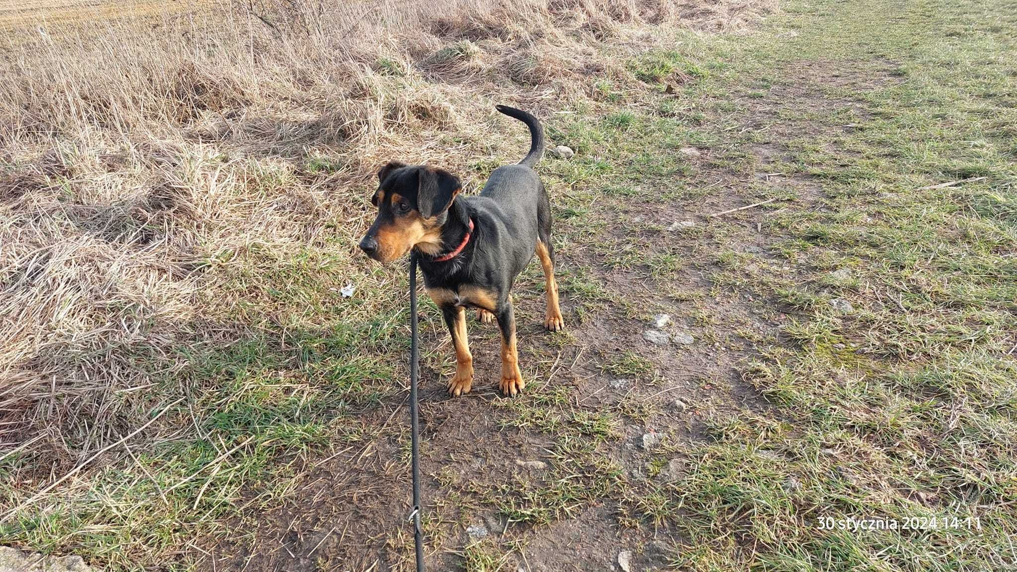 Benek trzy letni pies czeka na nowy domek. Uwielbia człowieka