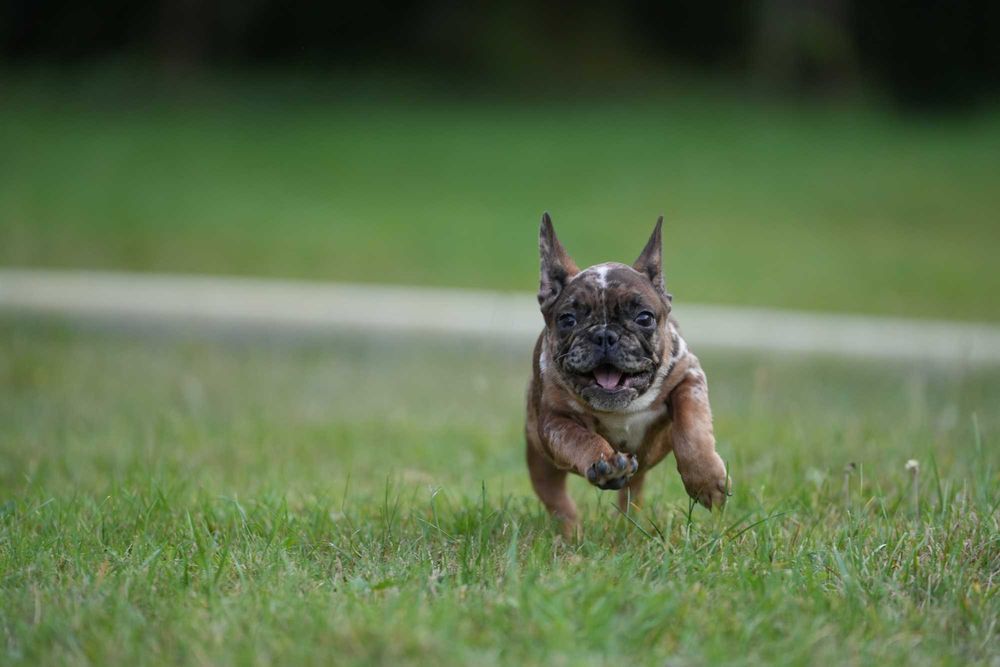 Buldog Francuski Piesek