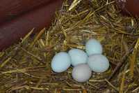 Інкубаційні яйця курей породи Легбар Кремовий