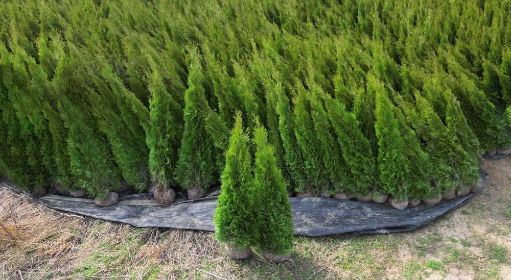 TUJA SZMARAGD 160-180 cm –  Dostawa Gratis Cały Kraj