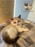 Puchata koteczka ragdoll - rezerwacja