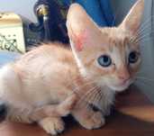 Gatinhos para adopção