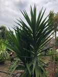 yuca em vaso Interior ou exterior
