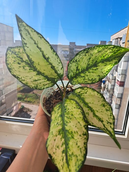 Оксаліс red sunset церопегія сільвер глорі аглаонема вайт