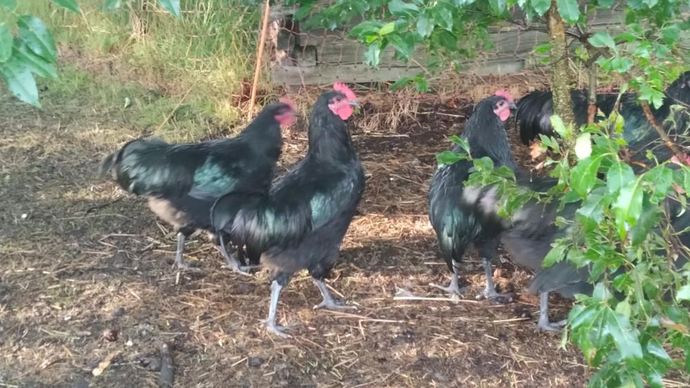 Koguty australorp