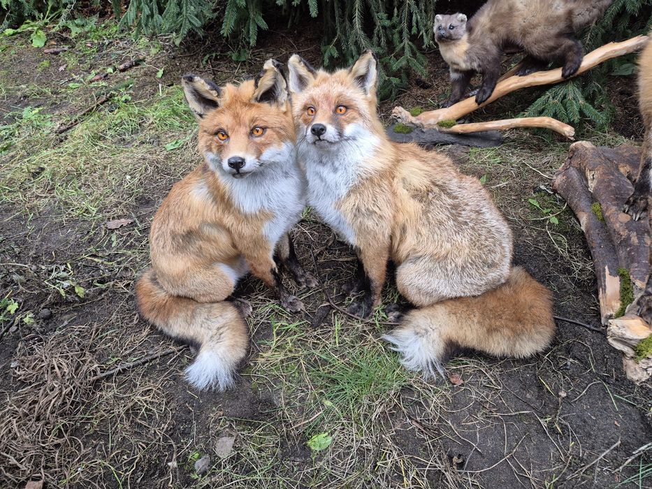 Szop pracz lis kuna NOWE wypchane zwierzęta  medalion poroze jelenia