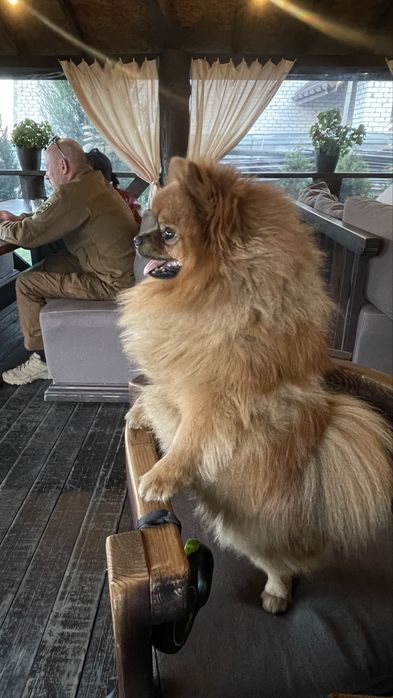 Померанский шпиц. Кобель. Вязка