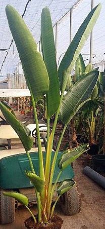 Strelitzia augusta nicolai, ou estrelícia gigante