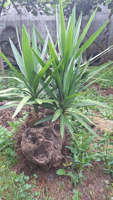 Fiteira para jardim