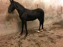 Pônei C Preto Macho