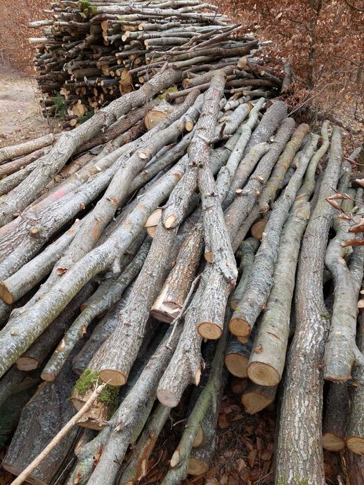 Kołki dębowe 10 zł