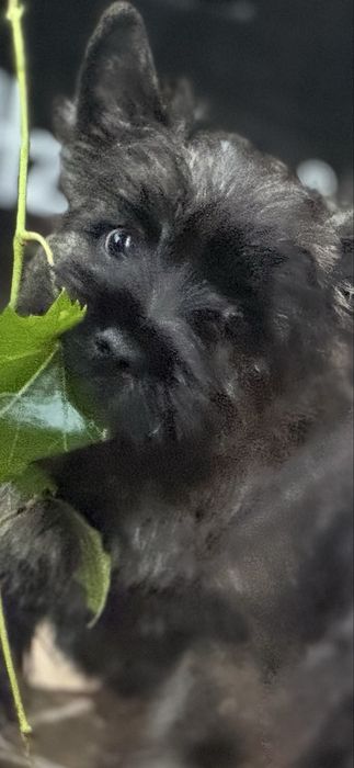 Sprzedam Cairn Terrier