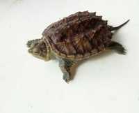 Черепаха Каймановая водная хищная