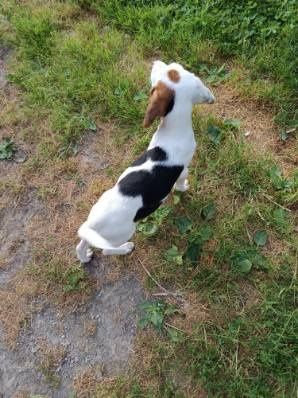 Szczeniak Beagle unikatowy biały!