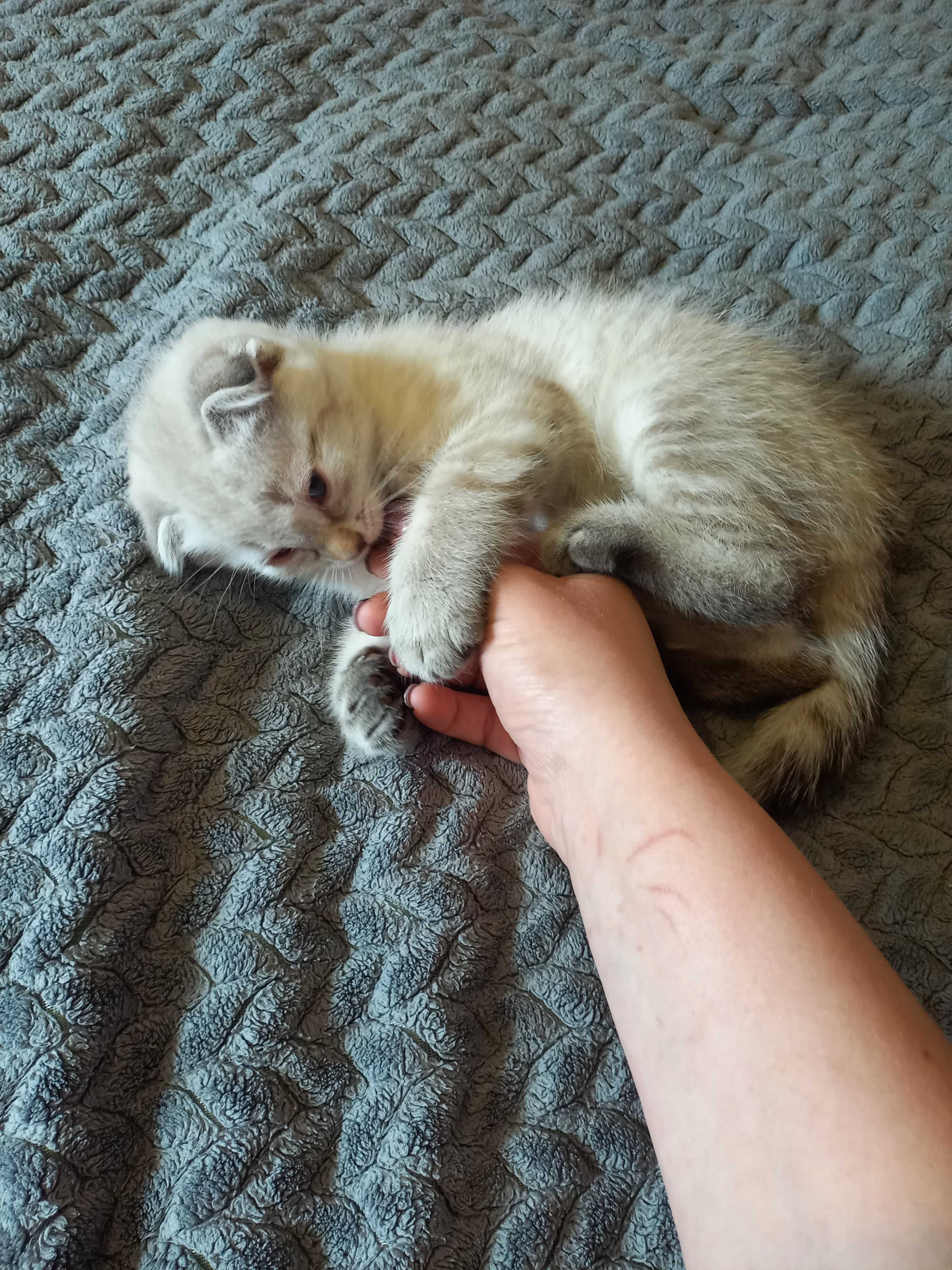 Шотландський висловухий,блакитноокий красень