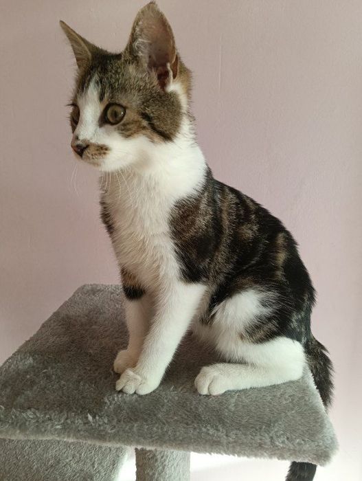 Małe koty do adopcji