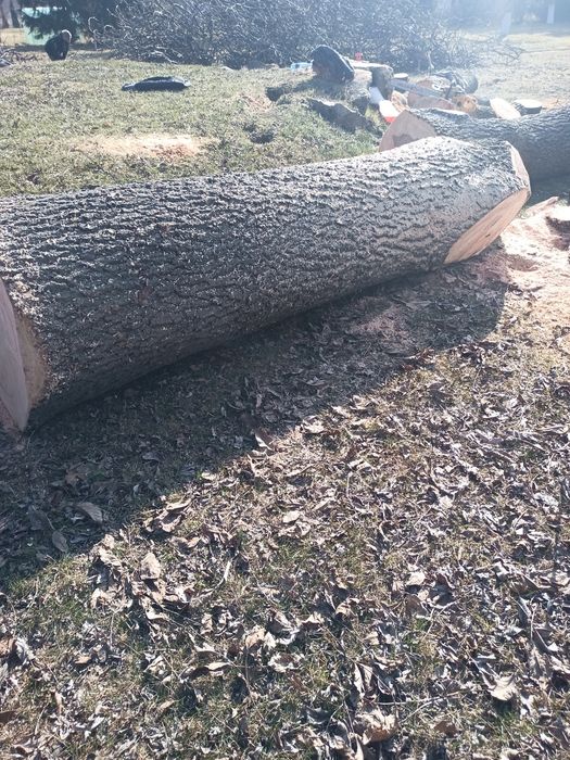 Jesion tartaczny kłody na materiał