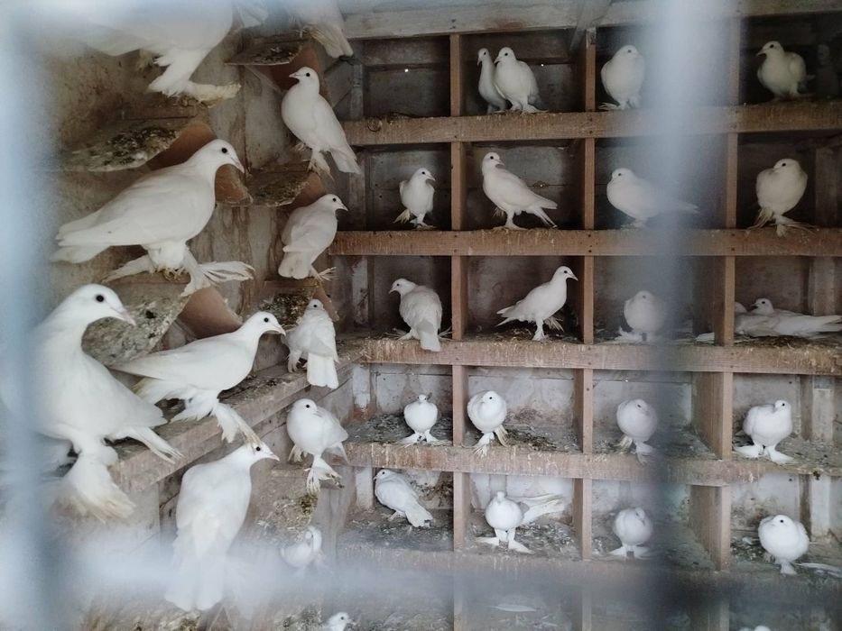 Sprzedam gołębie Bociany