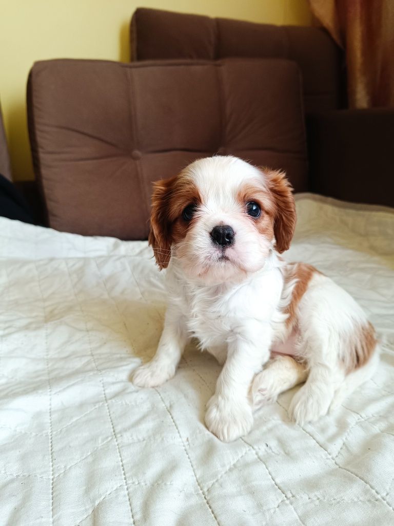 Cavalier King Charles Spaniel ZKwP FCI