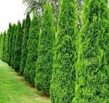 Thuja Szmaragd ( tuja ) ~ 180-200cm na żywopłot